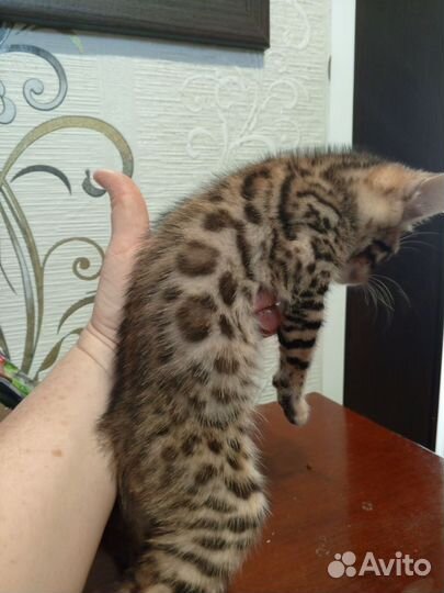 Бенгальские котята