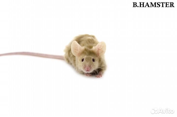 Декоративные мыши