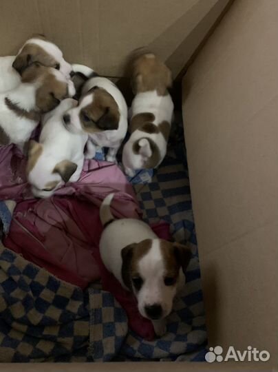 Джек Рассел терьер