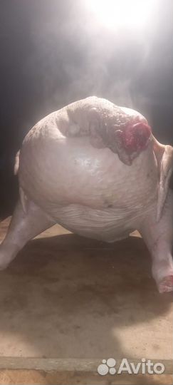 Продам мясо индейки