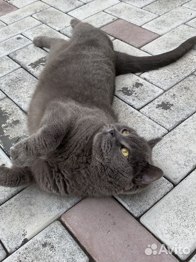 Отдам кота в добрые руки