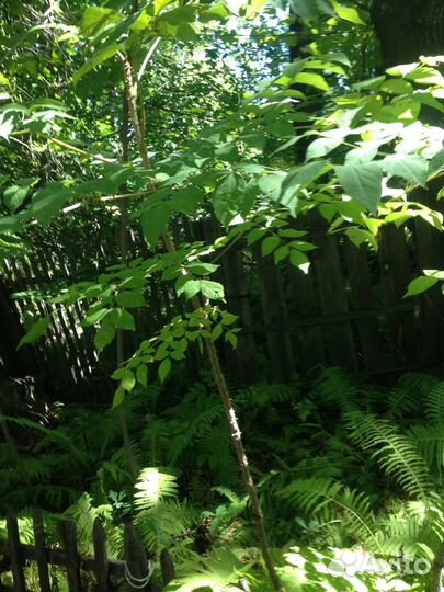 Саженцы папоротника, дуба и т.д