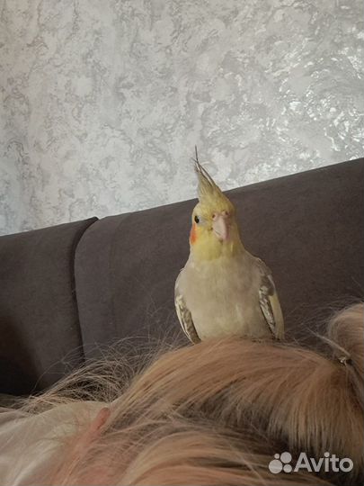 Попугай корелла