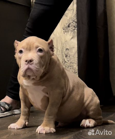 Американские булли, лиловые мальчики, покет