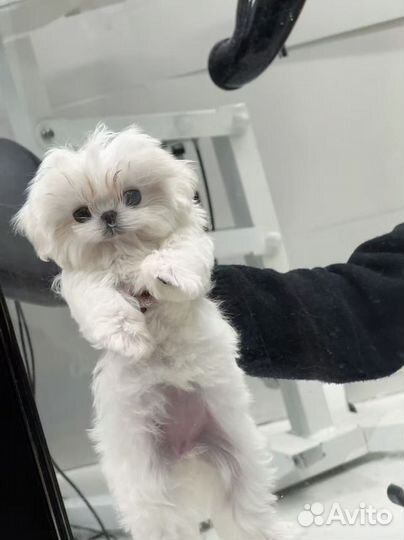 Микро мальтезе. Китай