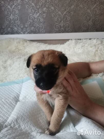 Отдам в добрые руки