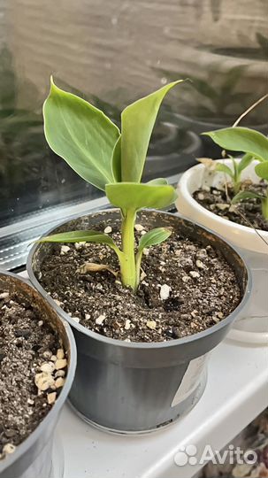 Пальма бананова