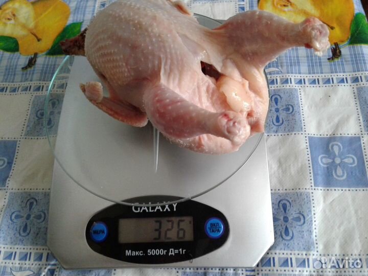 Крупные Только Утренние перепелиные яйца. Тушки