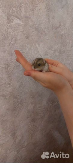Джунгарский хомяк