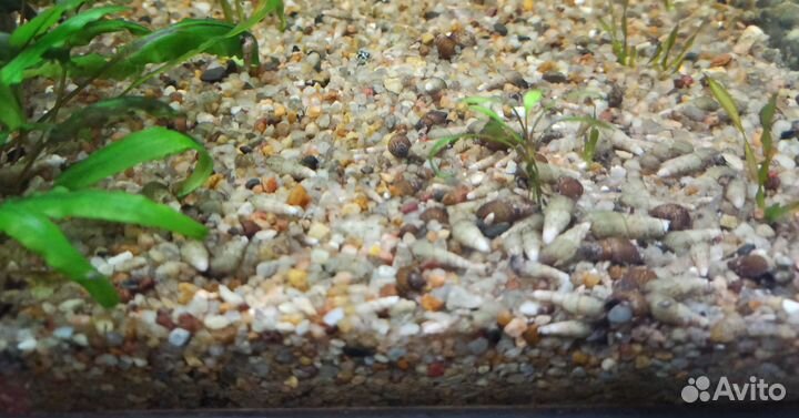 Улитки аквариумные милания и милания гранифера