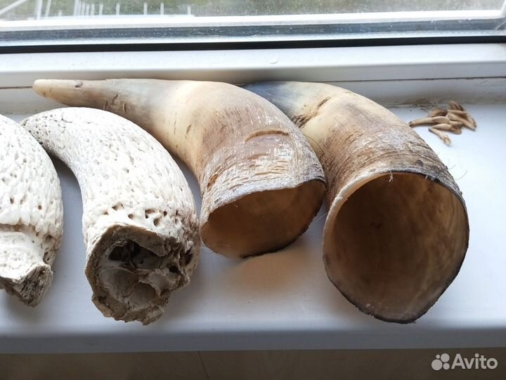 Рога, подрожники