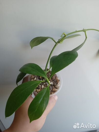 Хойи и дисхидии