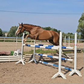 Буденовский мерин,спортивный мерин, лошадь в спорт