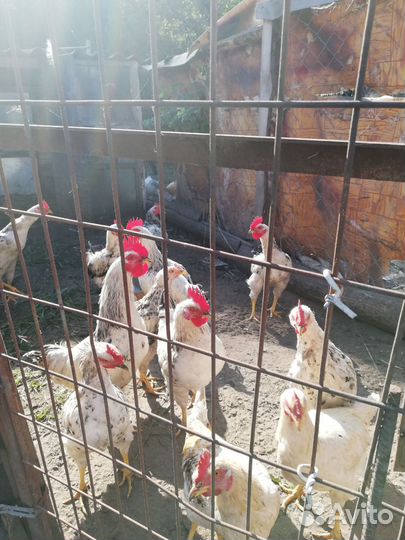 Молодые петухи