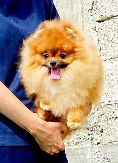 Померанский шпиц вязка