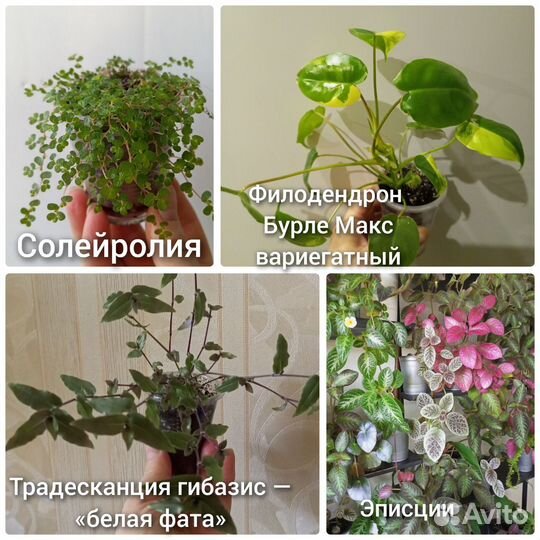 Цветы комнатные