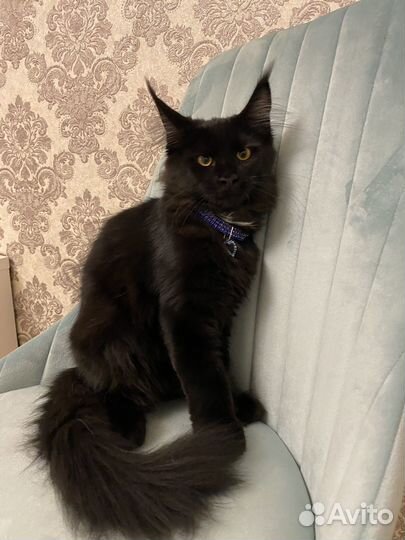 Шикарная девочка Мейн-кун