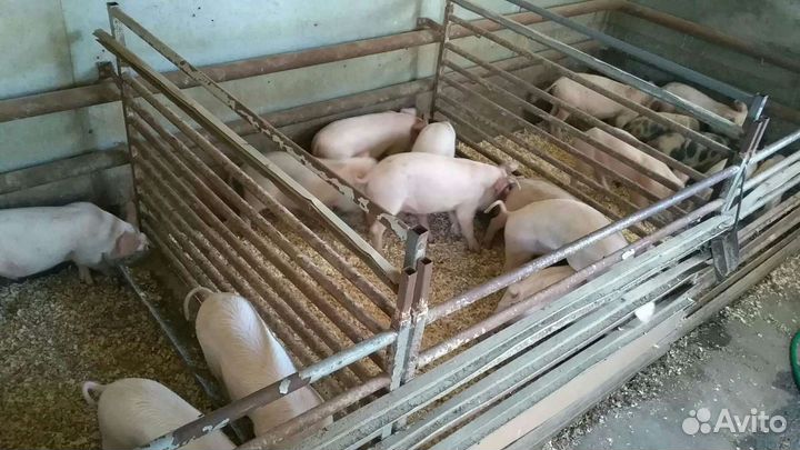 Поросята, г. Жиздра