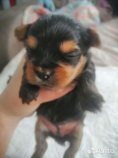 Йоркширский терьер мини