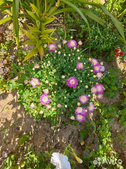 Хризантемы мультифлора