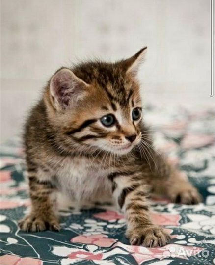 Продам котёнка тигренка американской короткошерстн