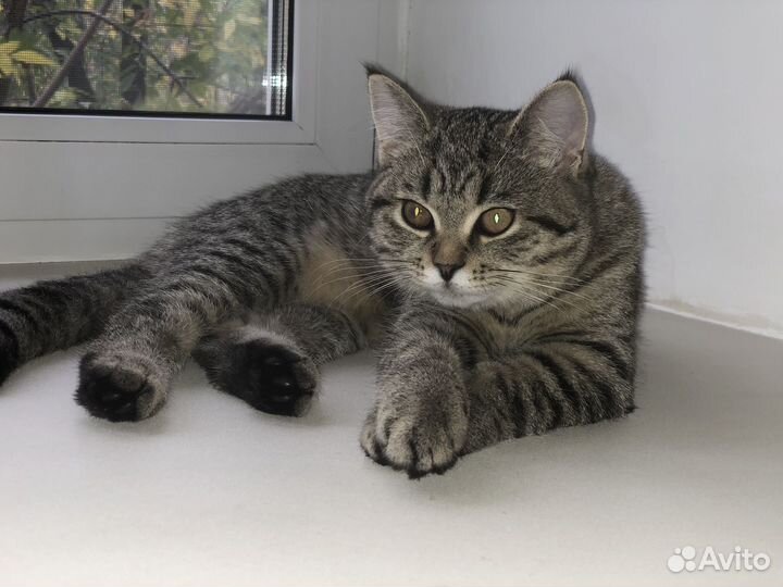 Котенок кошечка