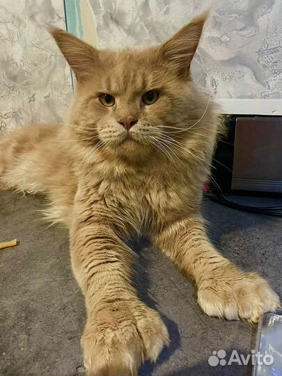 Мэйн кун вязка