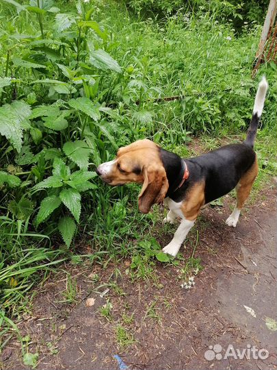 Вязка бигль