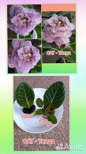 Глоксинии махровые сортовые, листики, детки