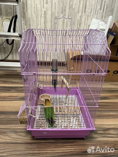 Попугай неразлучник девочка