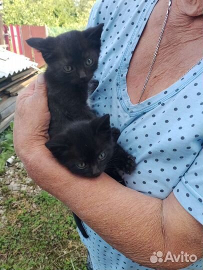 Два мальчика и девочка