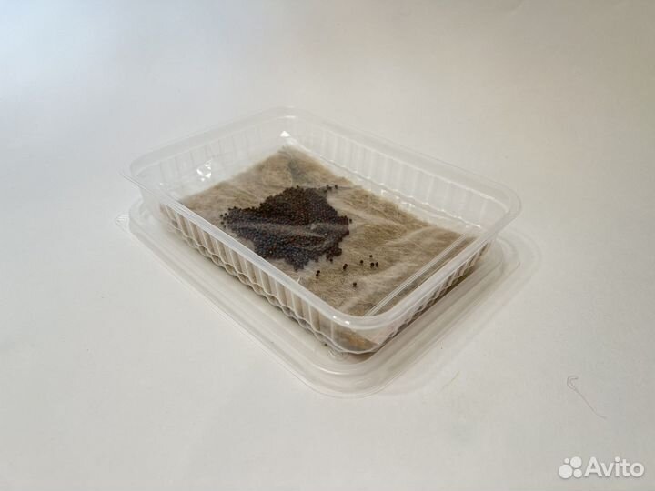 Набор для выращиваеия Микрозелень