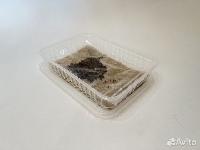 Набор для выращиваеия Микрозелень