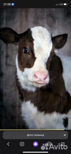 Телята телочки