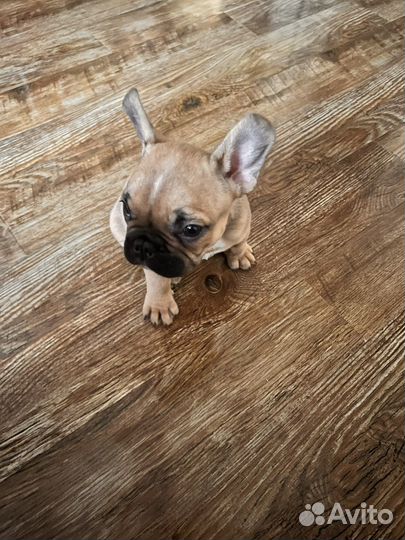 Французский бульдог щенки
