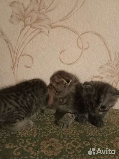 Шотландские котята
