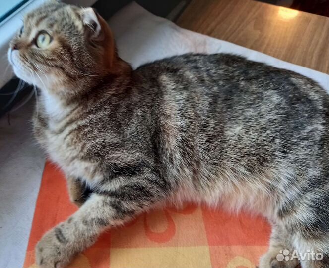 Кошки