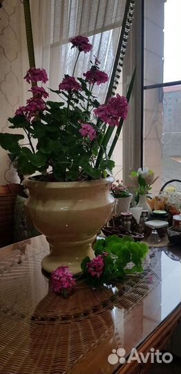 Герани в большом вазоне