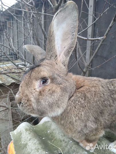 Кролики Бельгийский великан