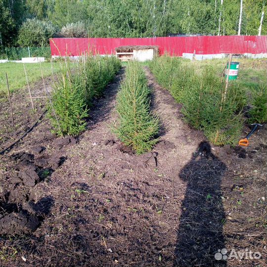 Ель Сибирская из частного питомника