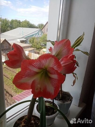 Луковицы амариллиса