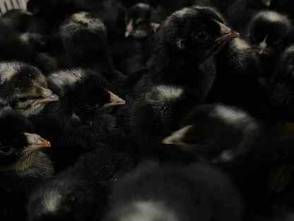 Цыплята Гризбар суточные в наличие и под заказ, Дно