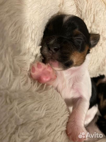 Щеночки мальчики Бивер Йоркширского терьера