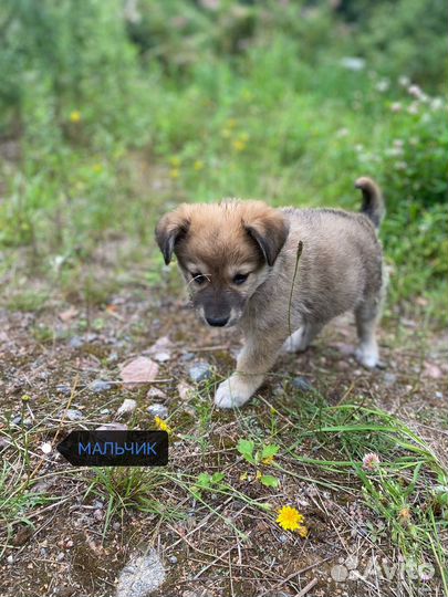 Щенки бесплатно