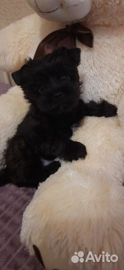 Йоркширский терьер