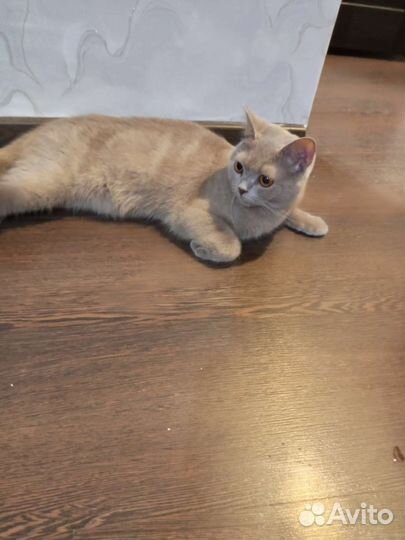 Продам британских котят