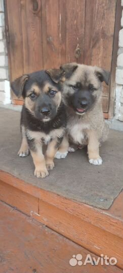 Щенки собаки