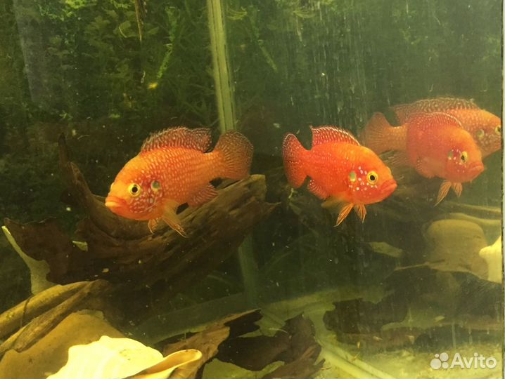 Украшение для аквариума