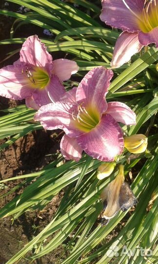 Продаю сортовые лилейники