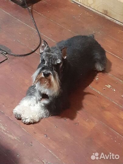Цвергшнауцер черный с серебром